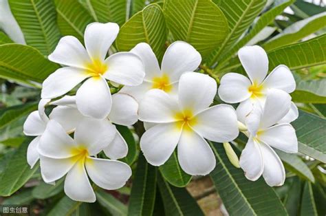 家裡種雞蛋花好嗎|夏日風情的雞蛋花，培育成造型盆栽放家裡，帶來滿滿。